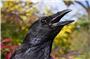 Krähen sind Singvögel, und sie können ihre selbst erzeugten Rufe zählen. Bild: Andreas Nieder