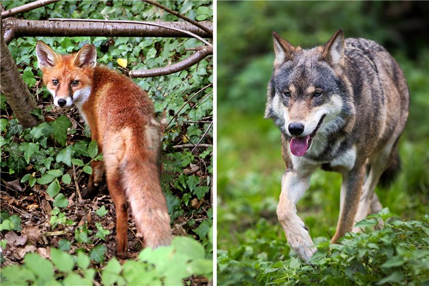 Links ein Fuchs im Rammert bei Kreßbach, rechts ein Wolf, der durch einen tschechischen Wald streift. Bilder: Sommer / lightpoet - Fotolia.com