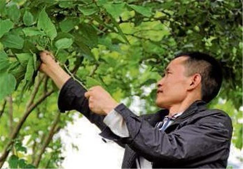 Maulbeerblatt-Kontrolle durch Zhao Xing-Yuan, Betriebsleiter der Saba-Seidenraupenfarm.
