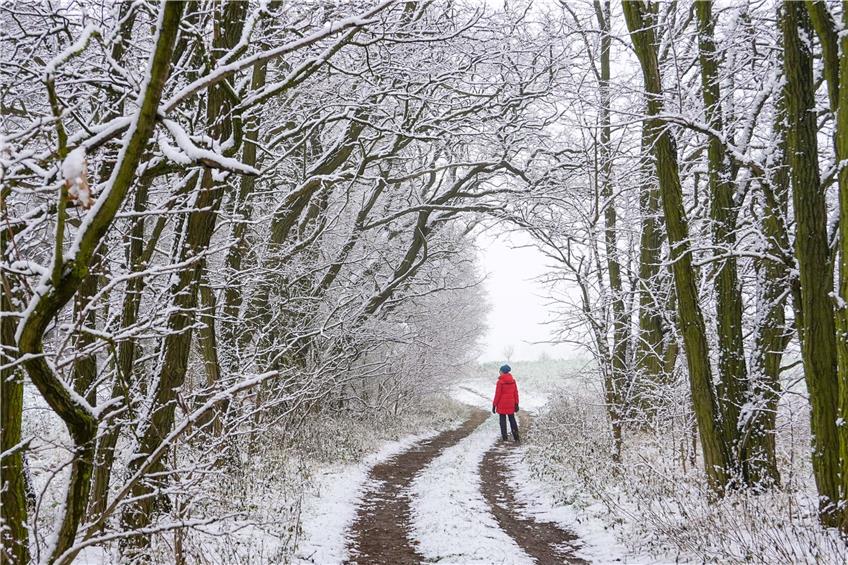 Mit Schnee bedeckt ist die Landschaft an einem Waldweg. Foto: Patrick Pleul/dpa-Zentralbild/dpa