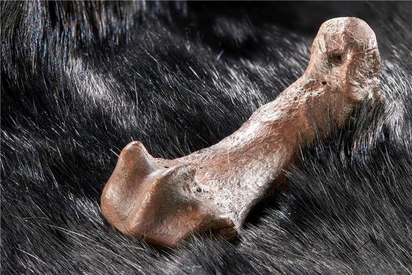 Mittelfußknochen eines Höhlenbären mit Schnittspuren. Bild: Volker Minkus, Universität Tübingen