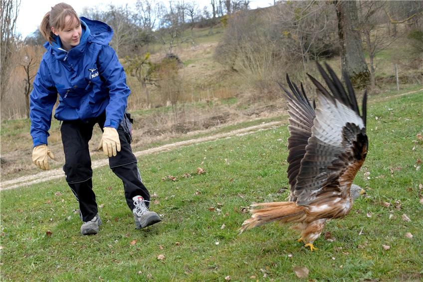 Mössinger Vogelschutzzentrum: Alina Troscheit entlässt einen Rotmilan. Bild: Uli Rippmann