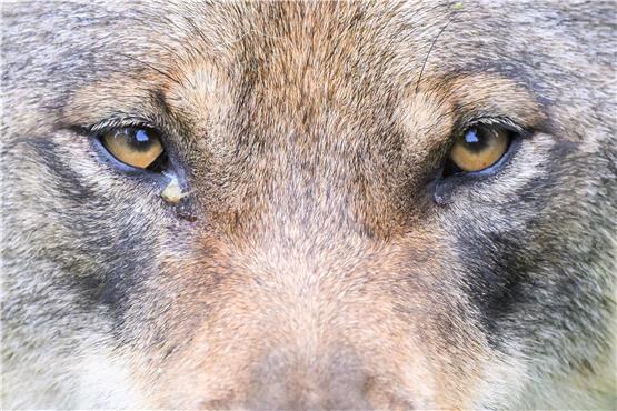 Nach EU-Recht bisher geschützt, bis er überall im Land gleichmäßig Fuß gefasst hat: Der Wolf. Foto: Julian Stratenschulte/dpa