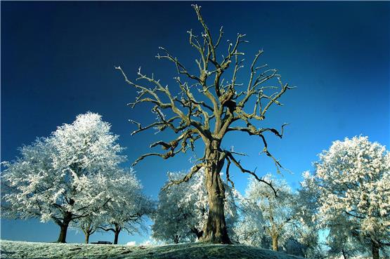 Nach rund 300 Jahren ging es mit der Belsener Linde zu Ende: 2004 wurde der morsche Baum nochmal aufgepäppelt, drei Jahre später riss ihn ein Sturm um. Archivbild: Klaus Franke