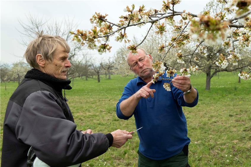 Norbert Saur (links) und Joachim Dürr vom Vorstand des OGV Nehren begutachten Blüten im Kirschenfeld. Bild: Klaus Franke