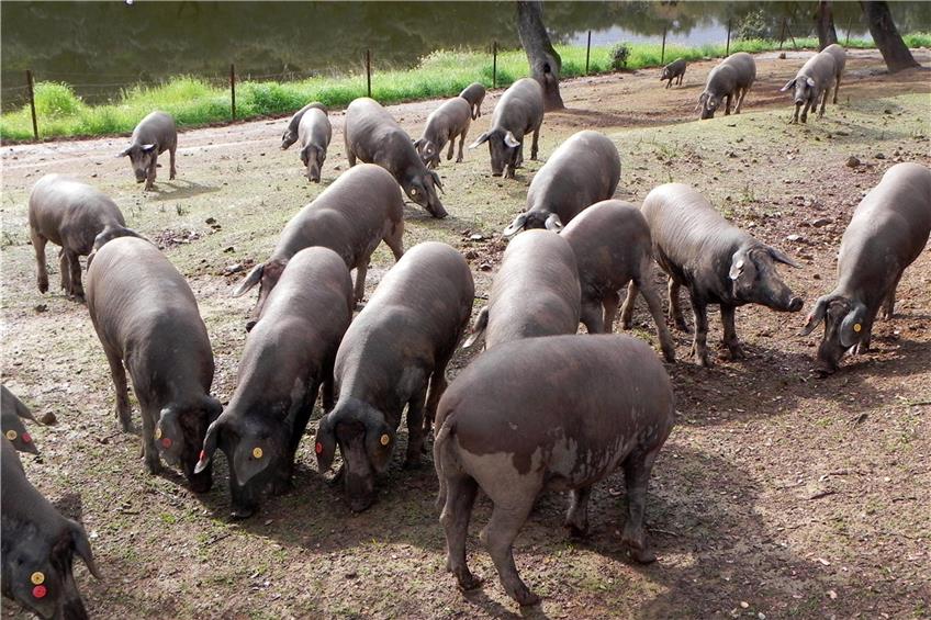Nutztierrassen wie die Iberico-Schweine (hier in der Sierra Morena) sind an die klimatischen Bedingungen in Spanien angepasst. Bild: Bartelheim