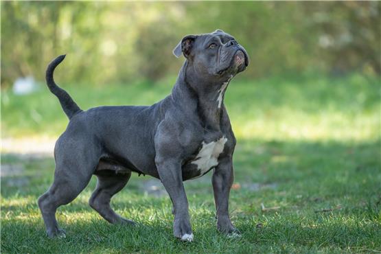 „Old English Bulldogs“ sind offiziell nicht als Kampfhunde eingestuft. Dennoch können sie gefährlich sein. Symbolbild: thorstenstark - stock.adobe.com