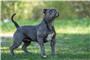 „Old English Bulldogs“ sind offiziell nicht als Kampfhunde eingestuft. Dennoch können sie gefährlich sein. Symbolbild: thorstenstark - stock.adobe.com