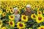 Otlinde und Peter Bosch in ihrem Sonnenblumenfeld im Jahr 2008. Damals hatte Bosch eine Million Sonnenblumenkerne gesät, die alle aufgingen. Archivbild: Manfred Grohe