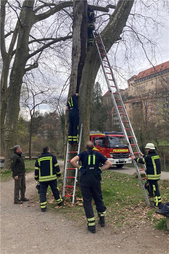 Rettungsaktion in luftiger Höhe für die Tübinger Feuerwehr.