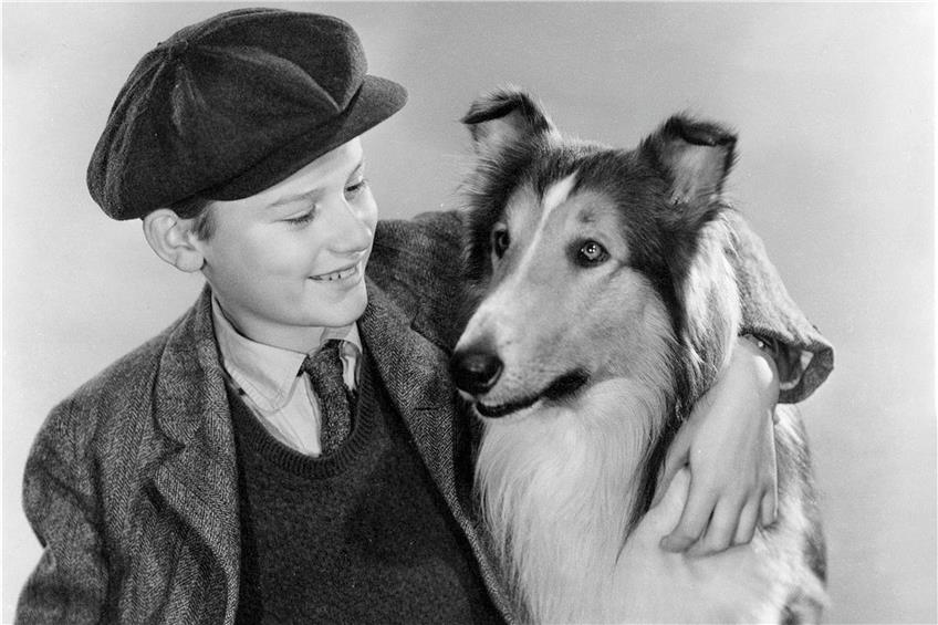 Roddy McDowall und Pal 1943 in „Lassie Come Home“. Foto: MGM/Kobal/REX/Shutterstock