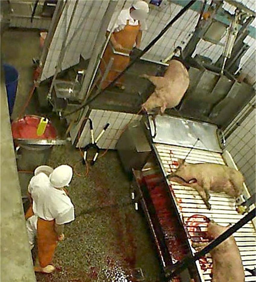 Schlachthof Gärtringen: Schwein in Panik in der Betäubungsbox. Bild: Soko Tierschutz