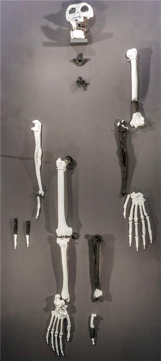 Schwarz sind die Abgüsse der Fossilienfunde, weiß die Ergänzungen. Wer die Knochen versteht, kann an ihnen den aufrechten Gang ablesen: Die zwei Wirbelknochen unter dem Schädel zeigen eine S-förmig geschwungene Wirbelsäule an. Am Unterschenkel ist ein menschenähnliches Kniegelenk, mit dem sich gut senkrecht stehen lässt. Der lange große Zeh, von dem die Forscher den schwarzen, mittleren Teil fanden (unten rechts), zeigt den Kletterer: damit lässt sich gut greifen. Der lange Unterarm ist auch gut für die Fortbewegung im Geäst. Bild: Ulrich Metz
