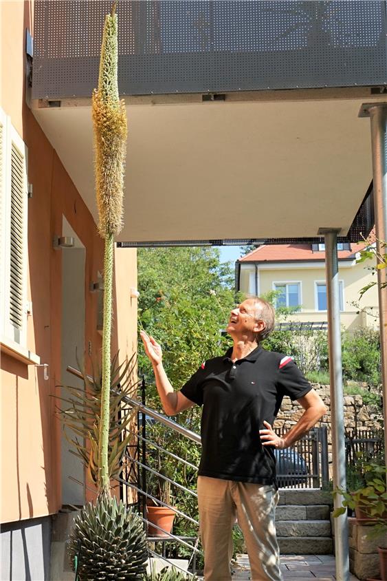 Seit 40 Jahren hegt Dieter Jendrossek seine Agave. Bild: Andreas Straub