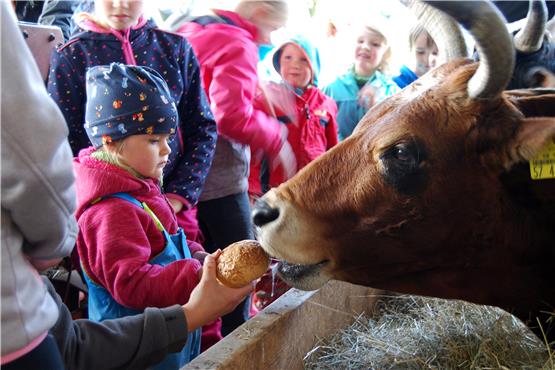 Semmel-Beziehungsarbeit mit einem Rind: Echte Begegnungen sind möglich auf dem Kinderbauernhof von Gomaringen. Bild: Jutta Garber
