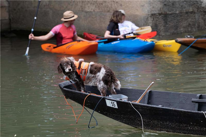 Safety first: dog with life jacket.  Image: Klaus Franke
