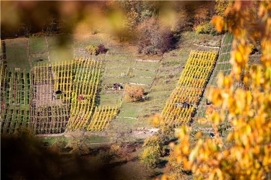 So geht Goldener Oktober! Weinhänge im Herbst bei Breitenholz im Ammertal. Bild: Eike Freese