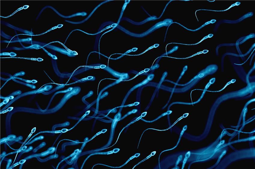 Spermien. Bild: ©SciePro - stock.adobe.com