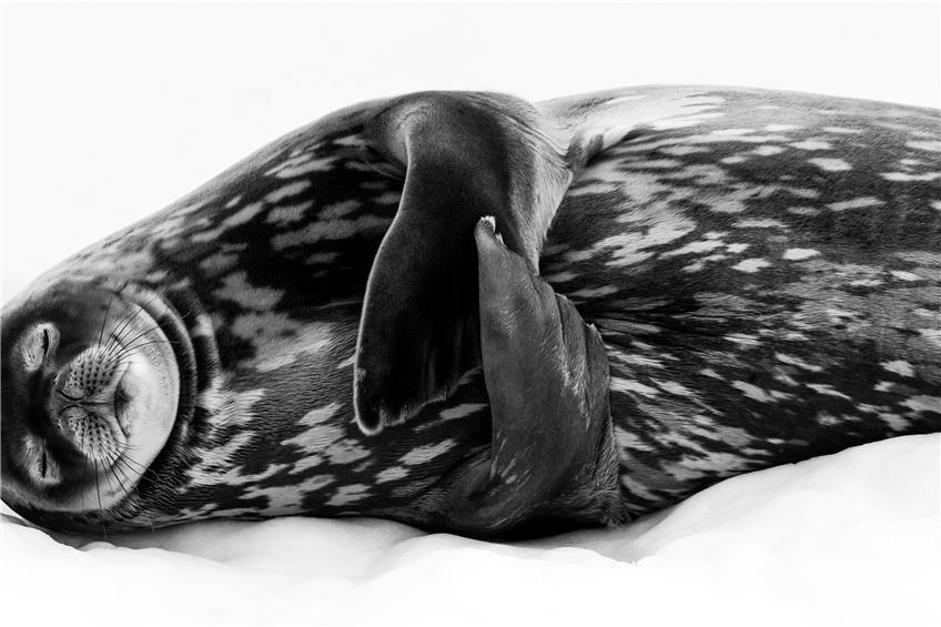 „Süße Ruh“ hat der Fotograf dieses Bild genannt, auf dem er eine Weddell-Robbe beim tiefenentspannten Nickerchen auf dem Eis erwischt hat. Entstanden ist das prämierte Bild in Larsen Harbour auf den Inseln Südgeorgiens. Bild: Ralf Schneider, Wildlife Photographer of the Year