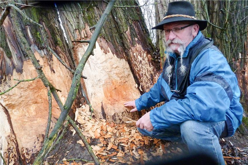 Udo Dubnitzki, ehrenamtlicher Biberbeauftragter im Landkreis Tübingen, ist fasziniert von den Nagetieren, die bei der Nahrungsbeschaffung auch vor Baumriesen wie dieser alten Weide am Ammerufer nicht zurückschrecken. Bild: Hahn