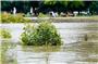 Uferpflanzen werden am Rhein von Flusswasser umspült. Foto: Uwe Anspach/dpa