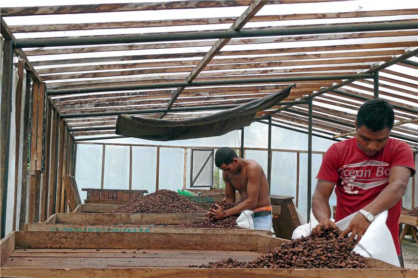 Vor allem in Westafrika, aber auch in Lateinamerika ist der Kakaoanbau ein wichtiger Wirtschaftszweig: In der Kooperative „Rios de Agua Viva“ in Rancho Grande, Nicaragua, wird Kakao nach der Trocknung zum Verkauf für „Ritter Sport“ in Deutschland verpackt. Archivbild: Volker Rekittke