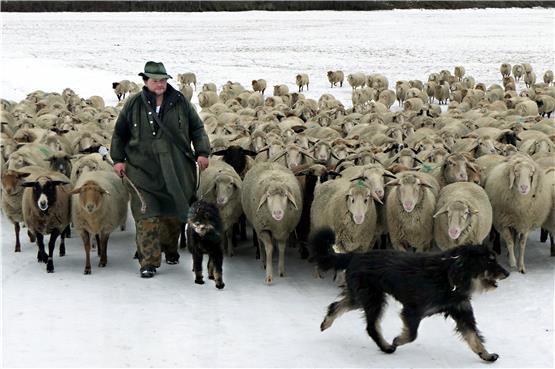 Wanderschäfer Ralf Gamper mit seinen 500 Schafen und den Hunden Anna und Aster am Mittwoch im Neckartal bei Kirchentellinsfurt. Bild: Grohe
