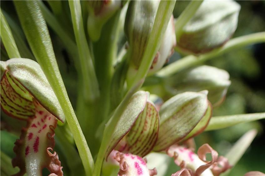 „Was sich alles so in einem Garten ansiedeln kann, wenn man ihn komplett als wilde Ecke gedeihen lässt“, will mit diesem Foto TAGBLATT-Leser David Hoch aus Mössingen veranschaulichen: etwa seltene Orchideen wie die abgebildete Bocks-Riemenzunge.