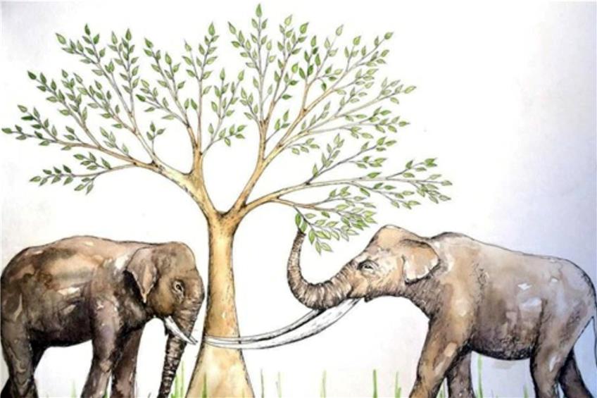 Wegen seines Speiseplans war der asiatische Elefant (links) dem Stegodon mit seinen langen Stoßzähnen überlegen: Er lebt bis heute, sein Verwandter starb vor 10000 bis 12000 Jahren aus.Abbildung: Nicola Heath