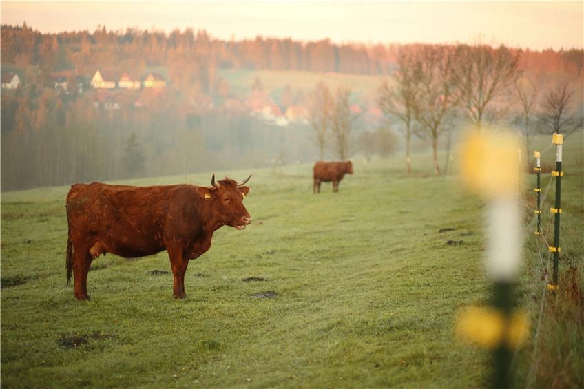 Weniger Fleisch, dafür bessere Bedingungen: Um die Emissionen in der Landwirtschaft zu reduzieren, muss der Tierbestand abnehmen. Foto: dpa/Matthias Bein
