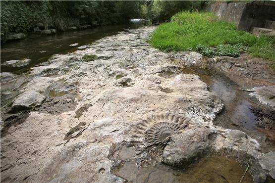Wenn das Wasser der Steinlach niedrig steht, zeigen sich die versteinerten Ammoniten am Ufer.  Archivbild: Erich Sommer
