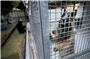 Wenn es den Tierschutzverein nicht mehr gibt – wer hilft dann Tieren wie Schäferhund Nero?  Bild: Anne Faden