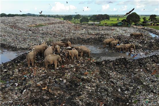 Sri Lanka: Elefanten sterben an Plastik von einer großen Mülldeponie