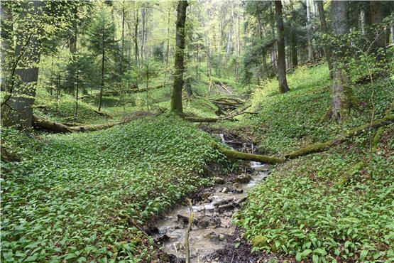 Wildnis im Werden: der Bannwald Untereck. Bilder: Albers / Grafik: Uhland 2